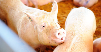 About hams marketing - Manitoba Pork Marketing and SPI Marketing