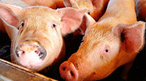 hog-marketing-header Hog Marketing Services